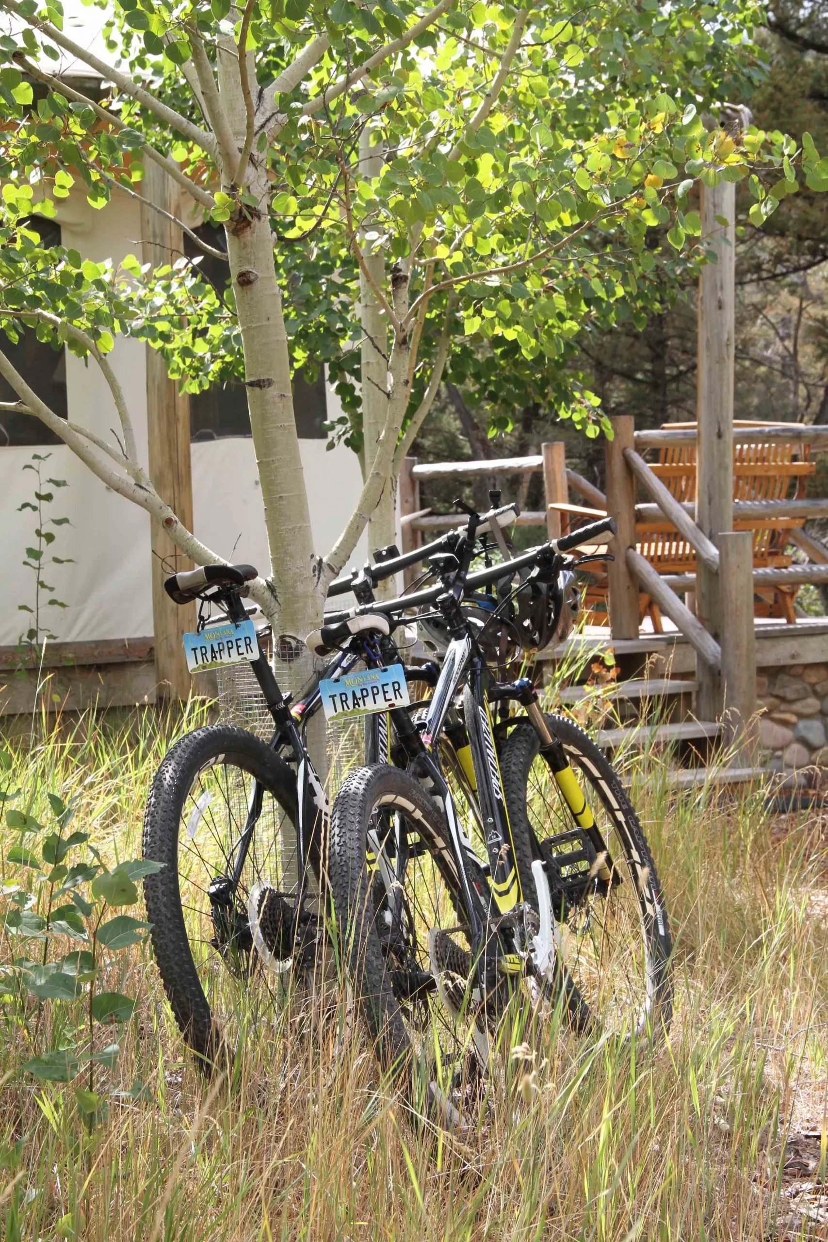 Two mountain bicycles leaning against a tree