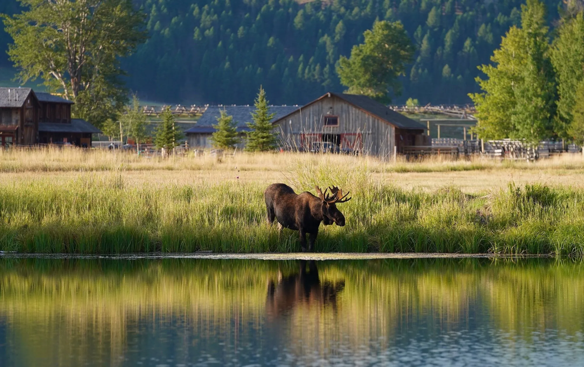 A moose by the water