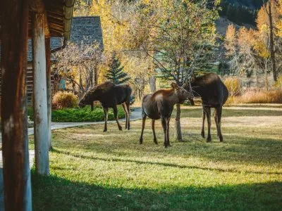 Three moose stand by a tree