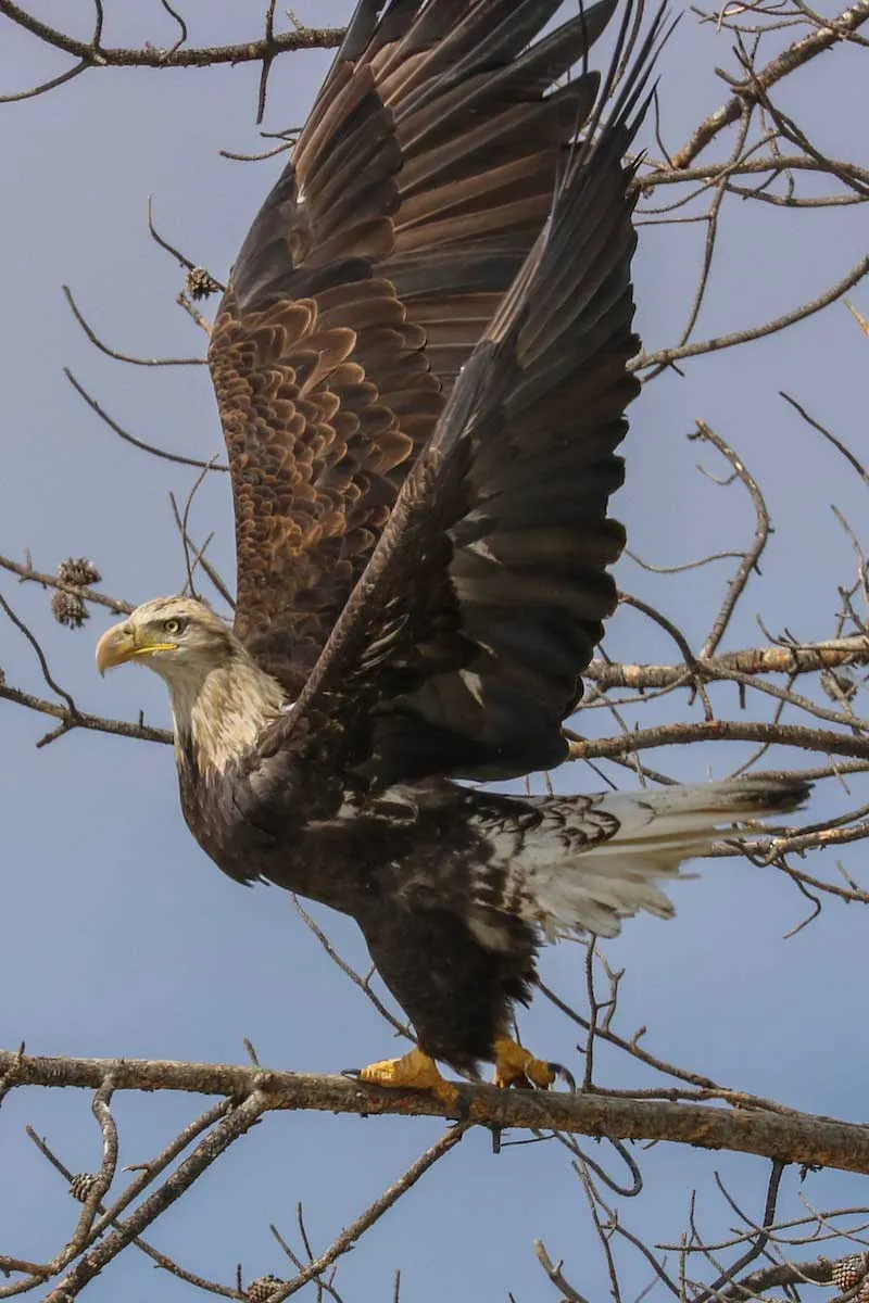 Bald eagle with open wings sitting on tree