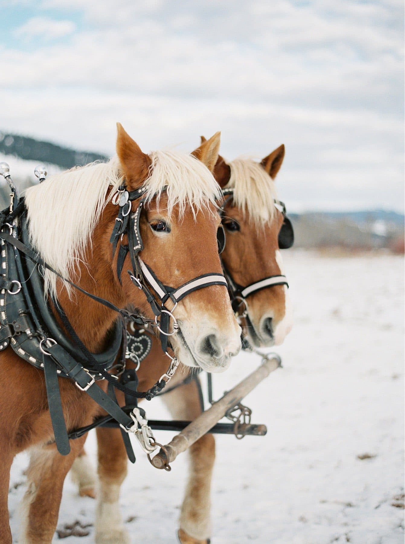 Two horses in harnesses in a snowy field