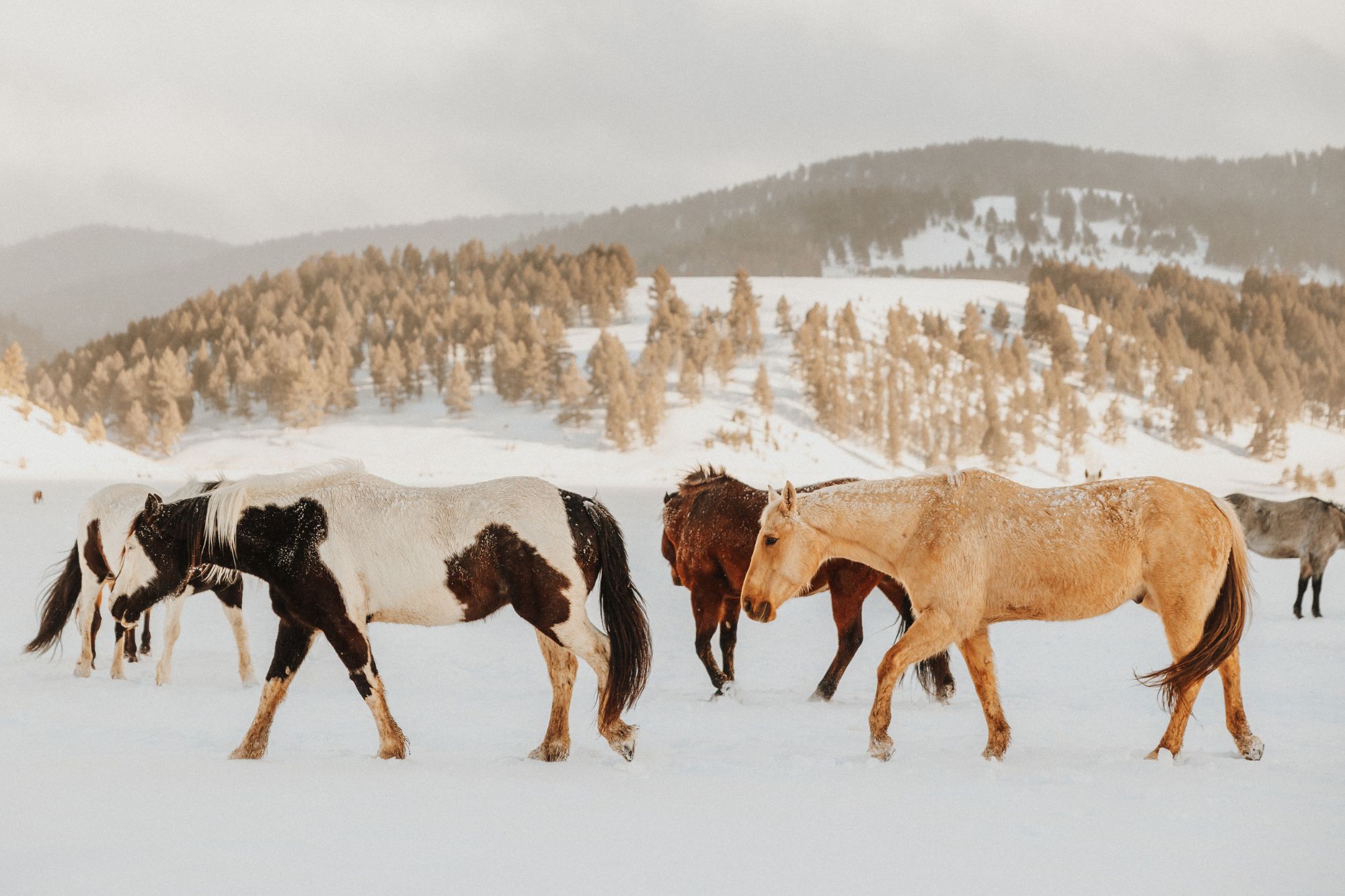 Horses walking in the winter pasture in snow
