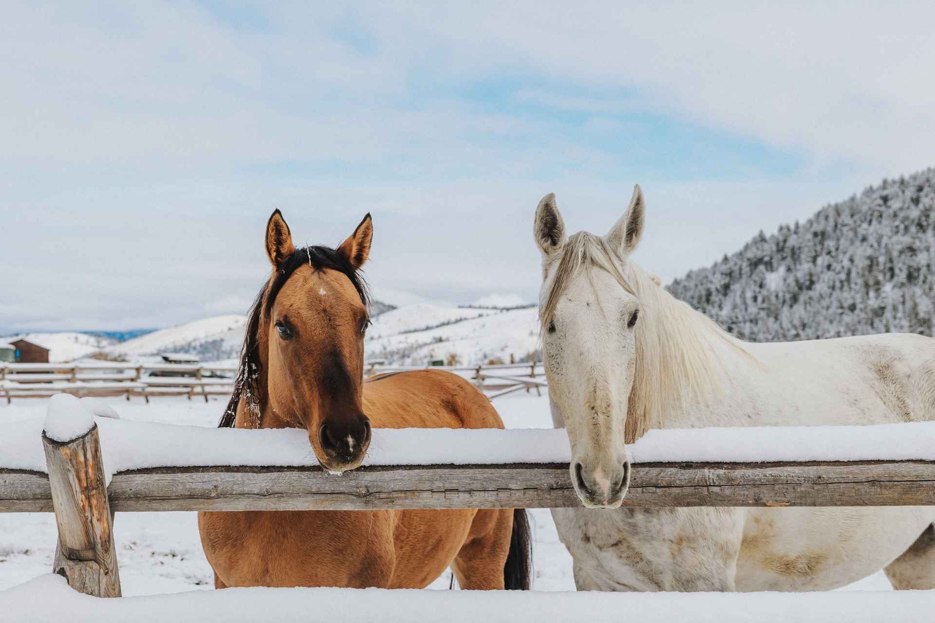 Two horses standing beside each other in a snowy pasture