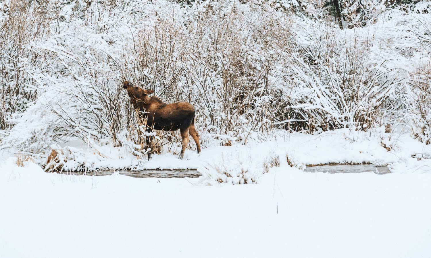 Moose in the willow trees