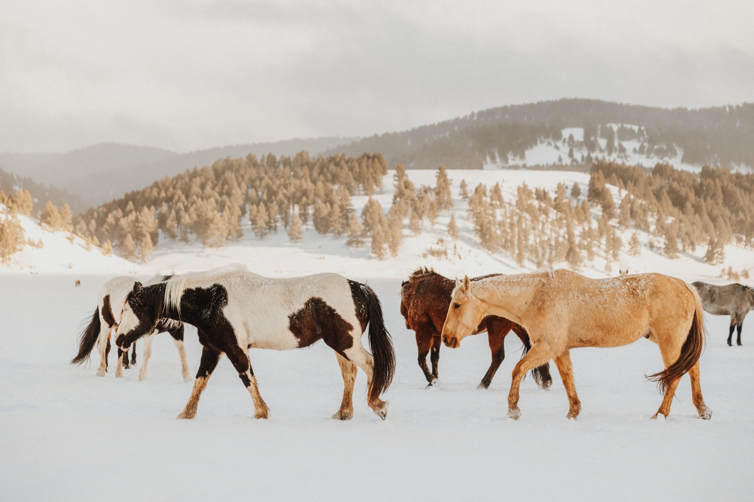 Horses walking through the snow