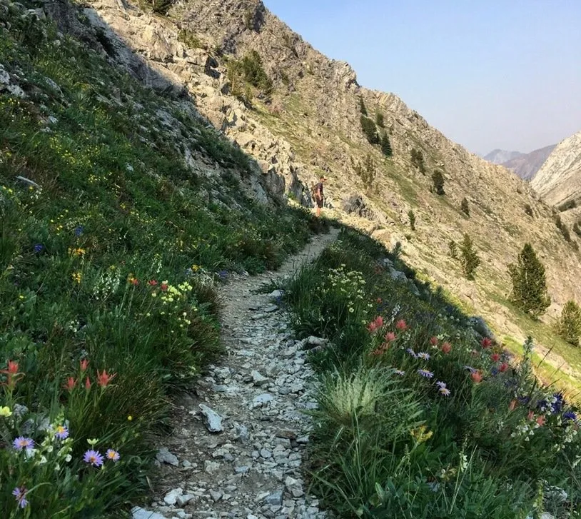 Wildflowers galore in the Anaconda-Pintler Wilderness. Bees fly up to three miles to enjoy the beautiful array of wildflowers along with us hikers
