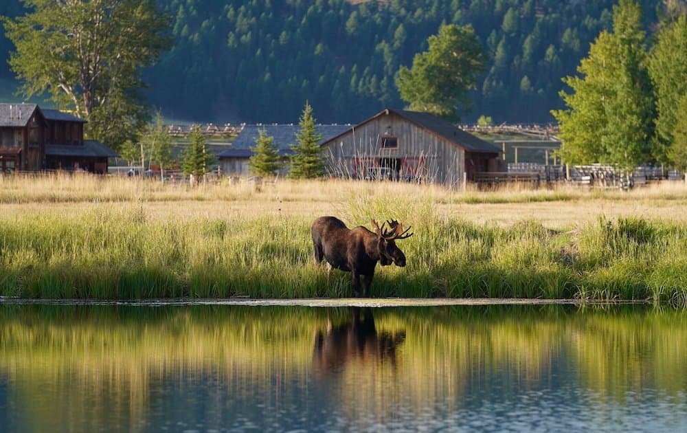 Moose dipping into Welcome Pond at The Ranch
