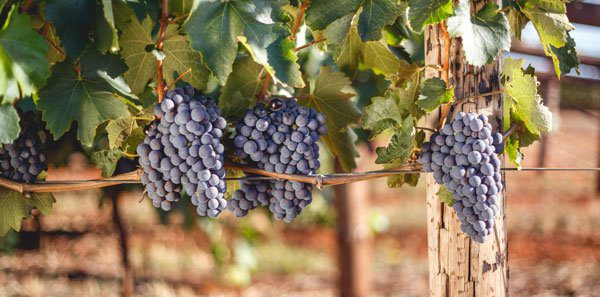 grapes hanging on a vine
