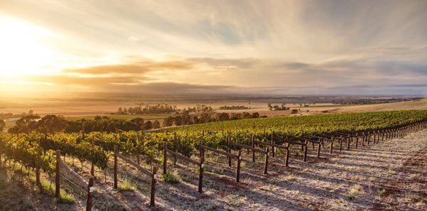 landscape view of a vineyard