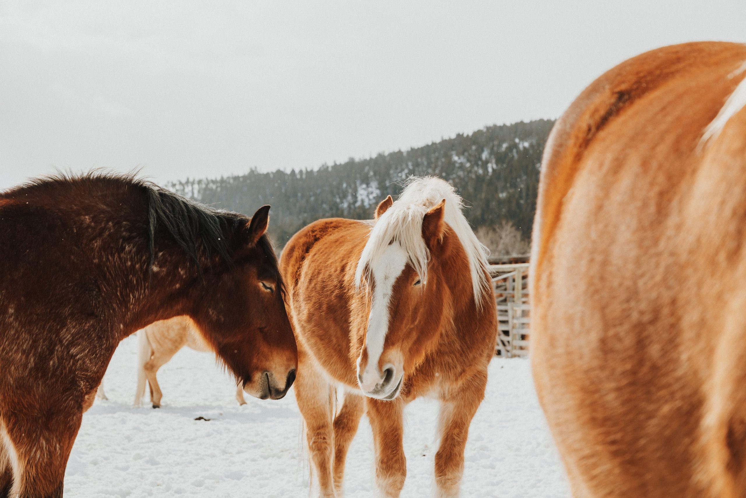 horses standing in snowy landscape